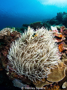 Gloriously healthy coral reef off Cabilao island. by Henley Spiers 